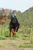 BEAUCERON 361